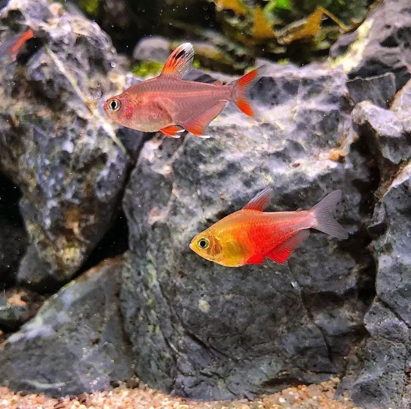 A pair of candy cane tetras swimming in a rocky tank