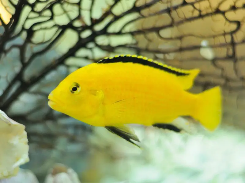 Yellow Lab Cichlid in aquarium