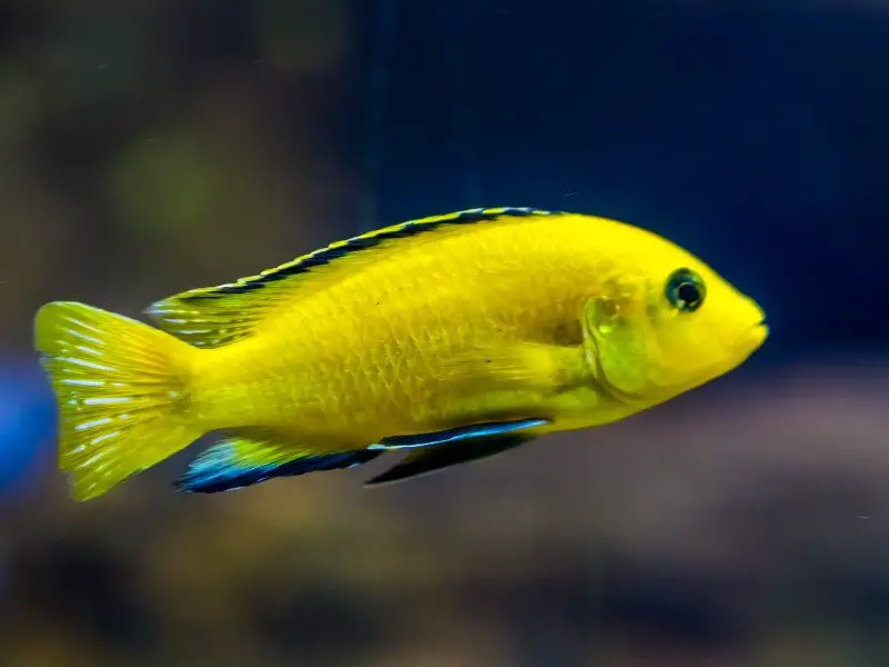Yellow lab cichlid swimming against a dark, aquascaped backdrop