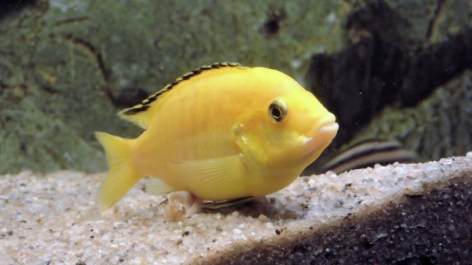Yellow Lab Cichlid in aquarium