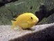 Yellow Lab Cichlid in aquarium