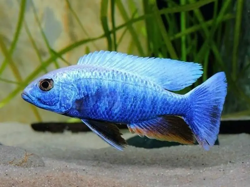 Blue cichlid close up swimming above substrate