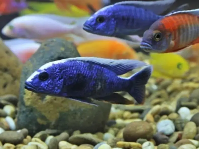 School of blue cichlids swimming together above rocks