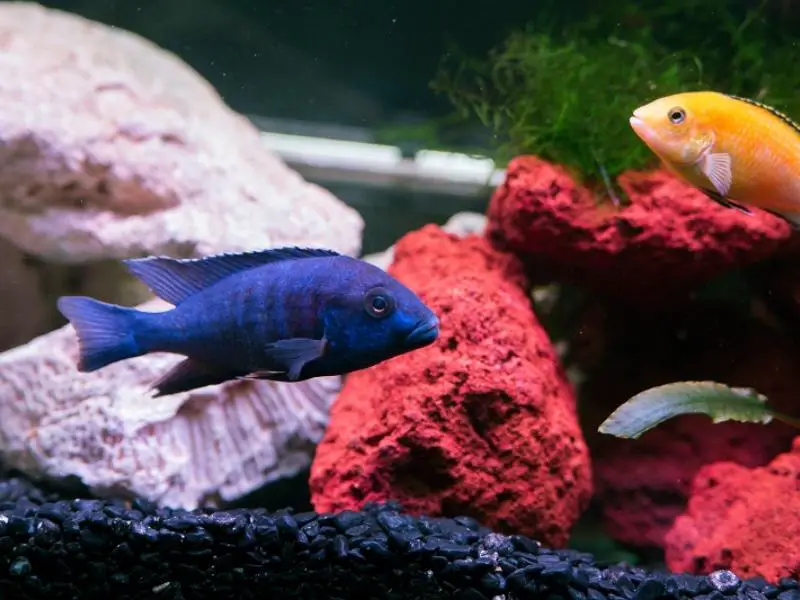 Blue cichlid swimming in a decorated tank