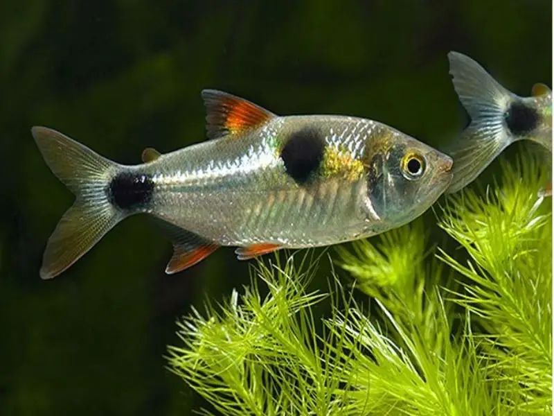 Bucktooth tetra close up