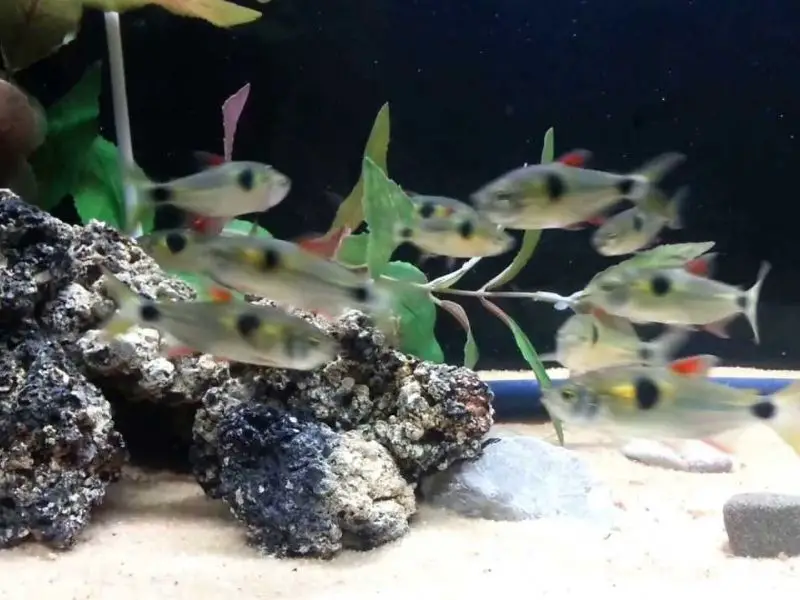 Bucktooth tetra breeding in a decorated tank