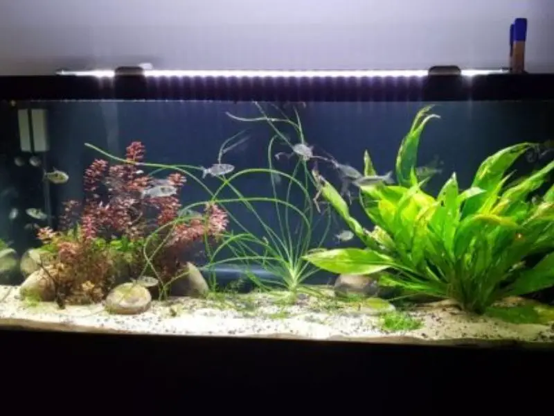 Bucktooth tetra planted tank