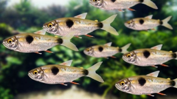 Bucktooth Tetras