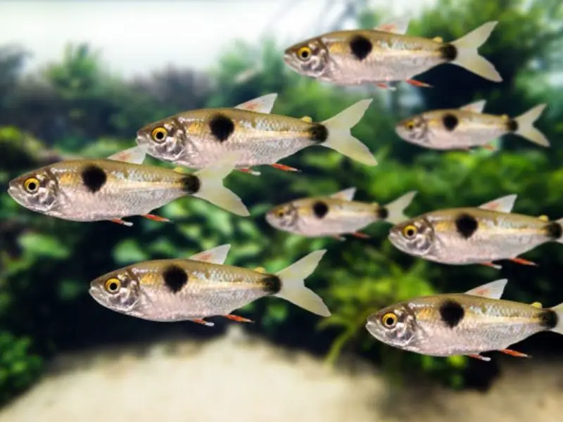 A school of bucktooth tetras swimming in a planted tank