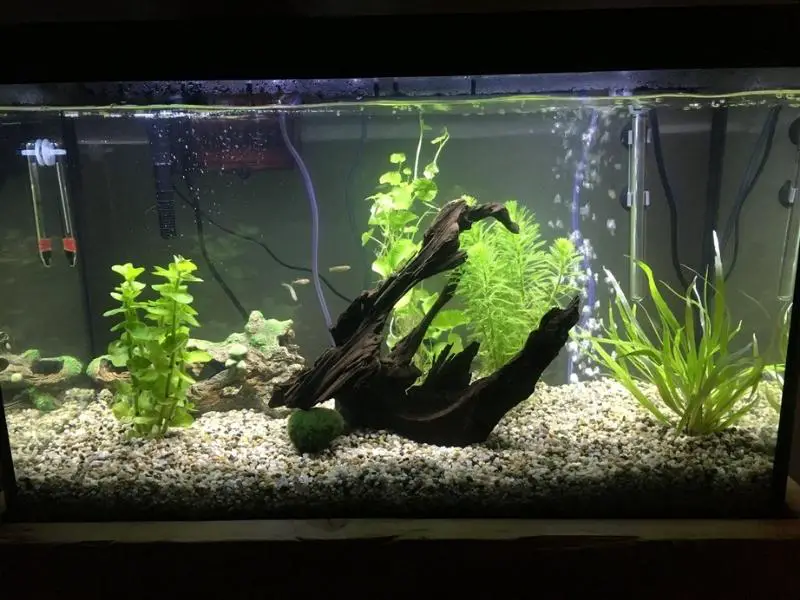 A decorated danio tank with plants