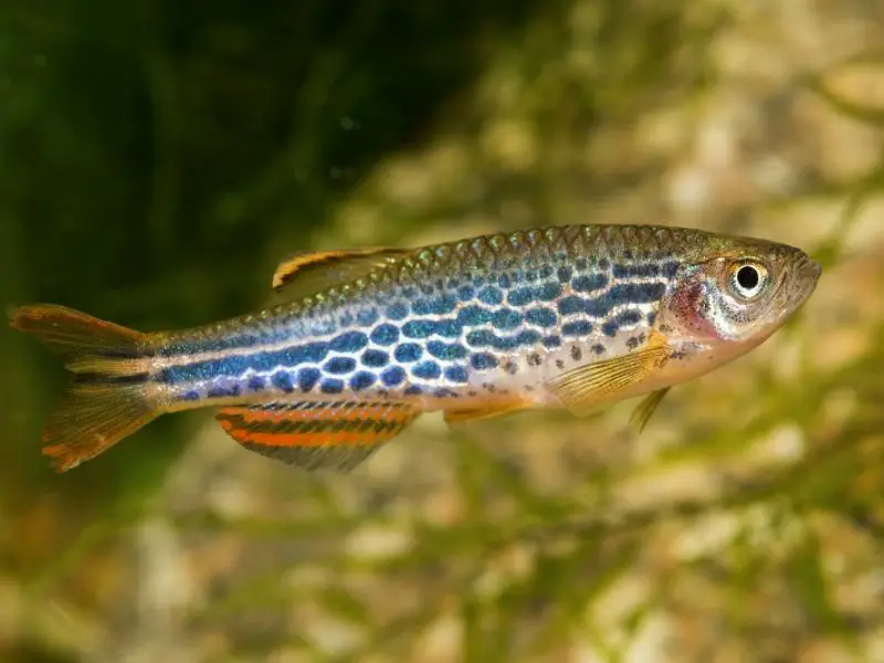 Danio swimming close up