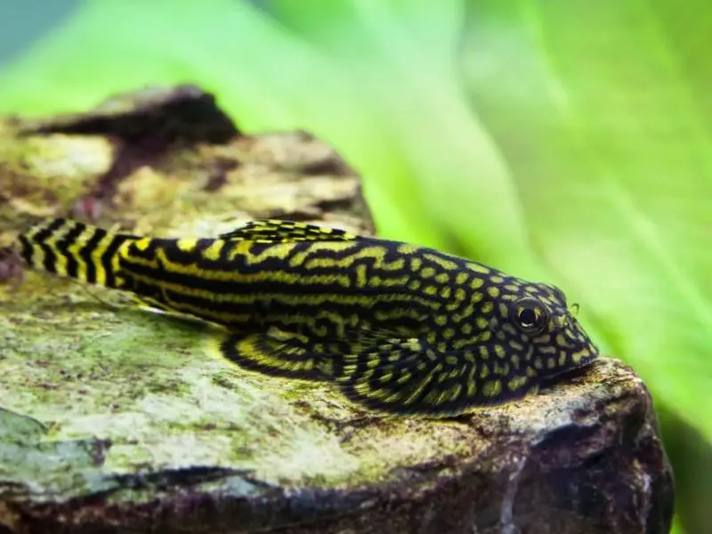 Hillstream loach resting on a rock