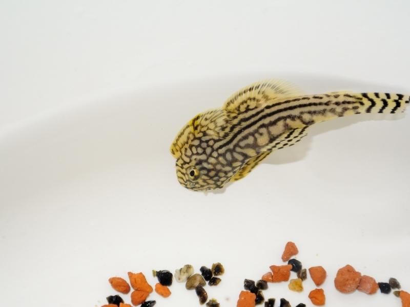 Hillstream loach swimming above substrate