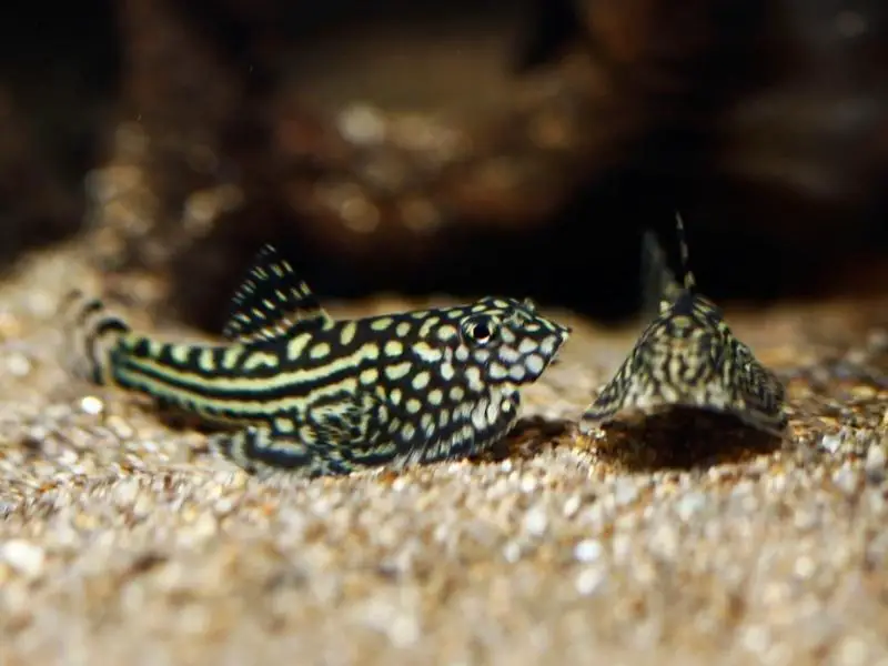 Hillstream loaches resting near substrate