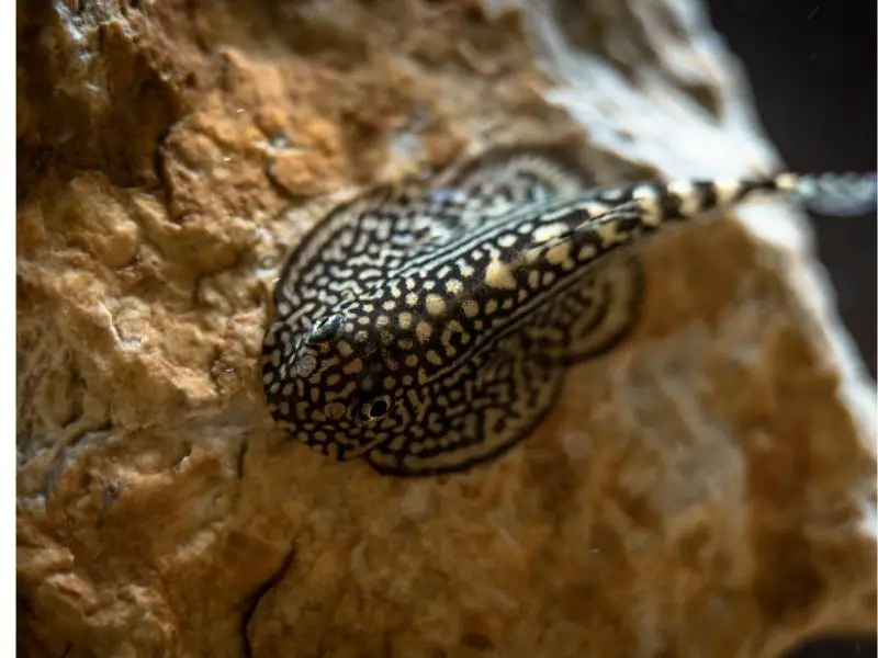 Hillstream loach climbing a rock in a decorated tank