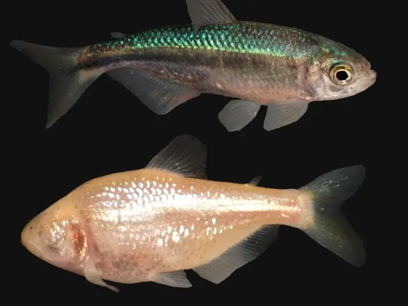 Two types of Mexican tetras