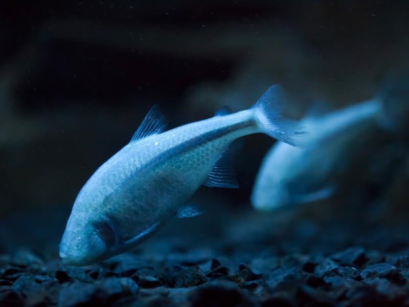 Blind Mexican tetras swim near substrate.