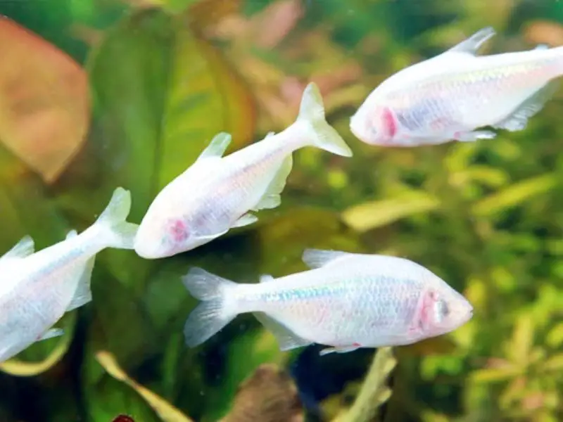 A school of Mexican tetras swims in a planted tank.