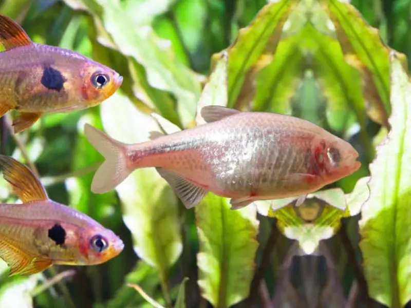 Mexican tetras swim together.