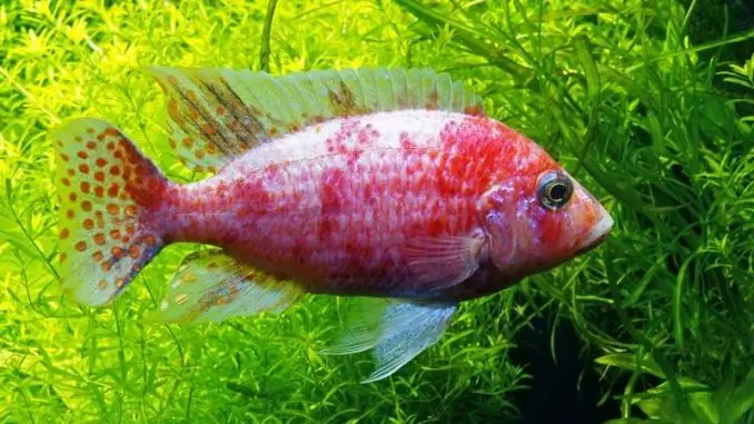 Strawberry Peacock Cichlid