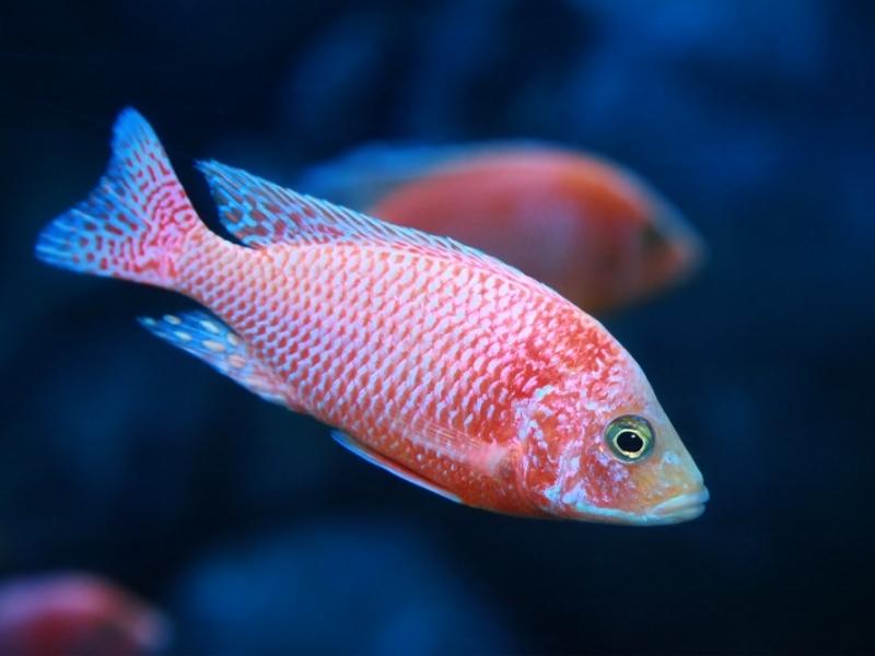 Strawberry peacock cichlid closeup in a dark aquarium