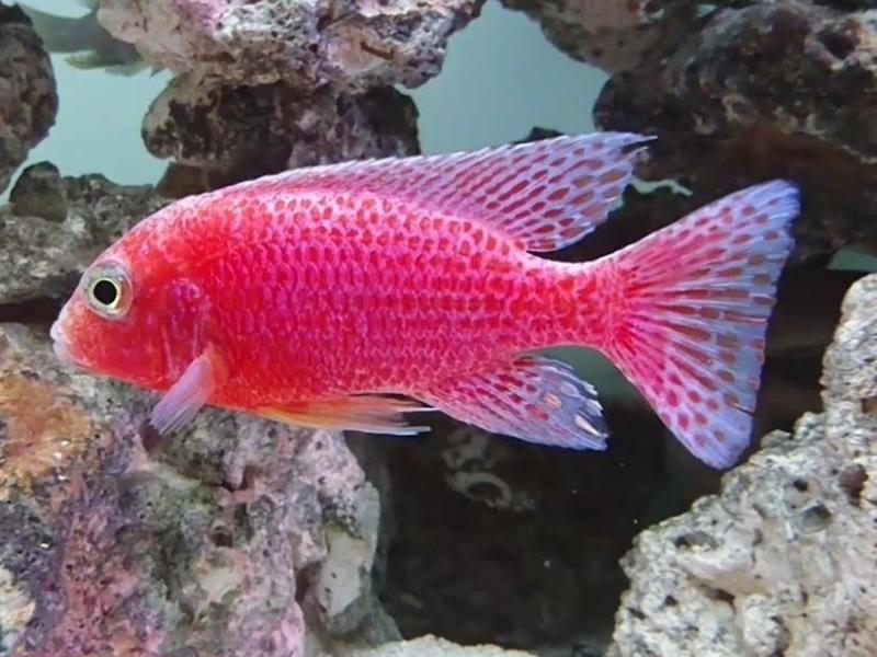 Strawberry peacock cichlid swimming in a decorated tank with caves