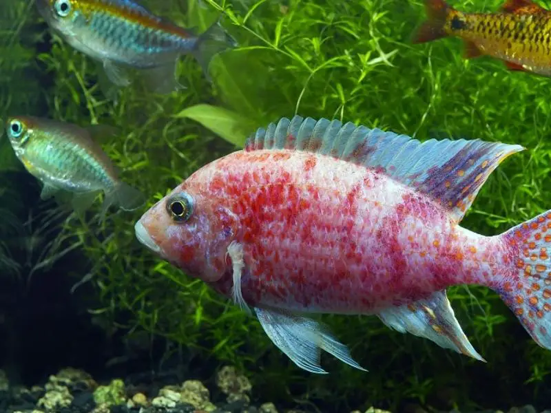 Strawberry peacock cichlids swimming in a planted tank