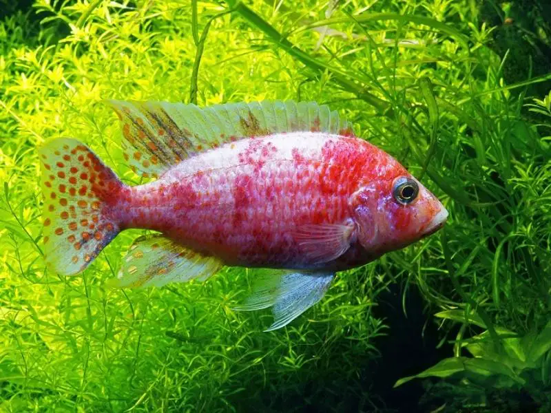 A strawberry peacock cichlid swims in a planted tank.