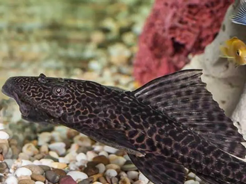 Sucker fish swimming near rocky substrate