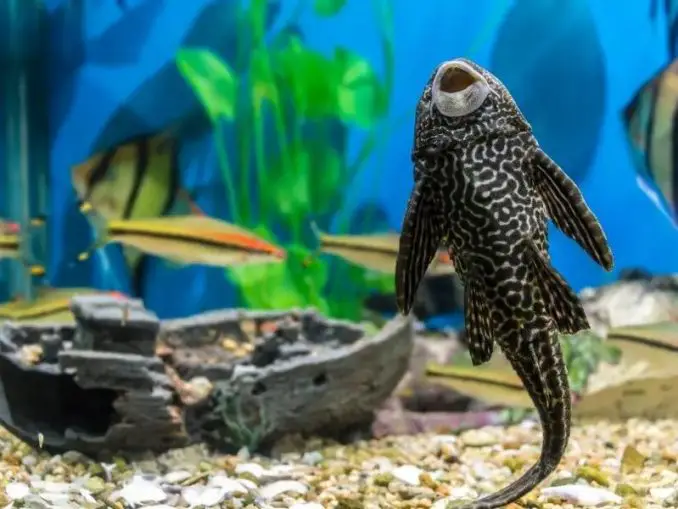Sucker Fish Care Guide & Species Profile Fishkeeping World