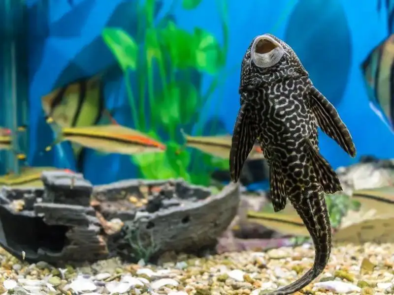 Sucker fish attaching to wall of a decorated tank