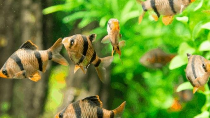 barb fish swimming in a tank