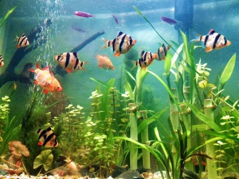School of barbs swimming in a planted tank