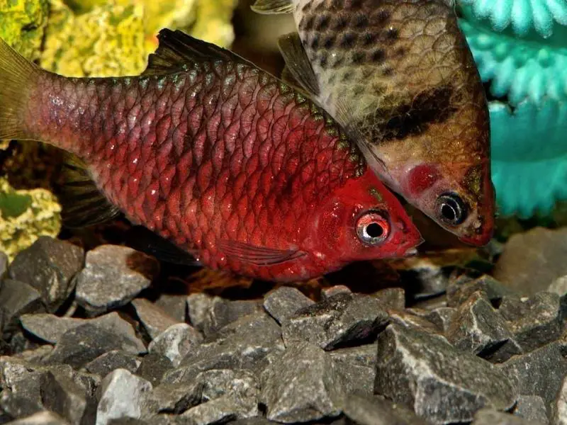 Male and female barbs swimming close together