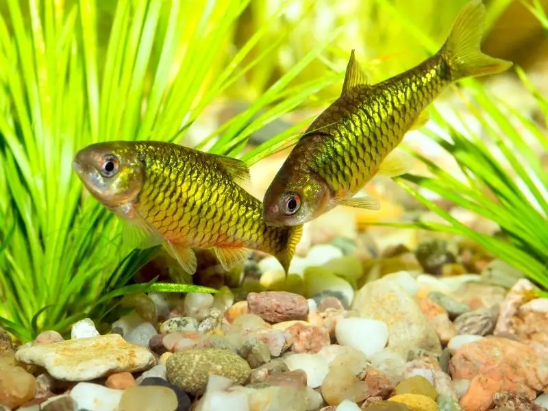 Pair of gold barbs swimming near pebble substrate