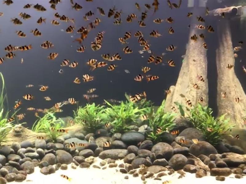 School of barbs swimming in a decorated tank