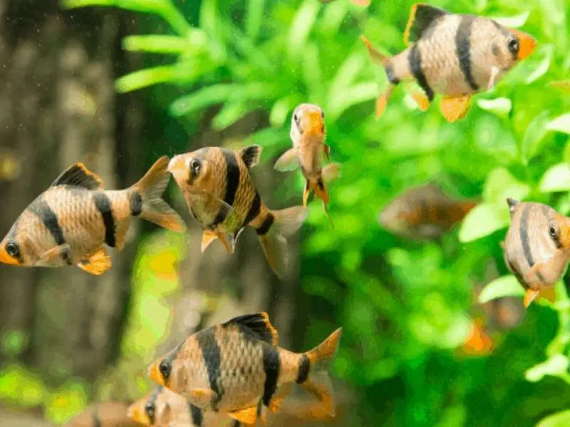 School of barb fish swimming in a tank