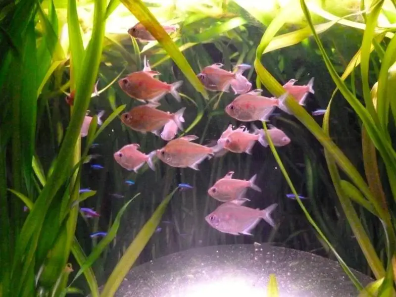 School of bleeding heart tetra swimming together in a planted tank