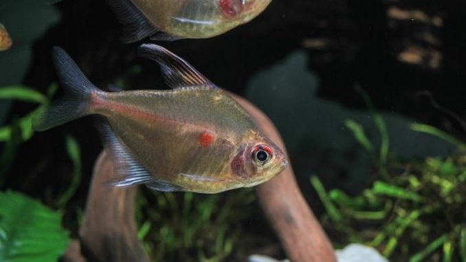 bleeding heart tetra