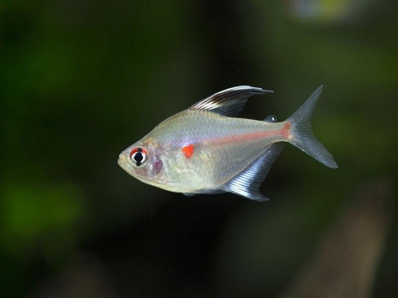 Bleeding heart tetra swimming close up against a dark background