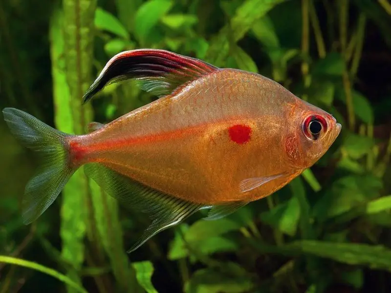 Bleeding heart tetra swimming in a planted tank