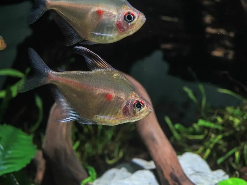 Pair of bleeding heart tetras swimming in a planted tank