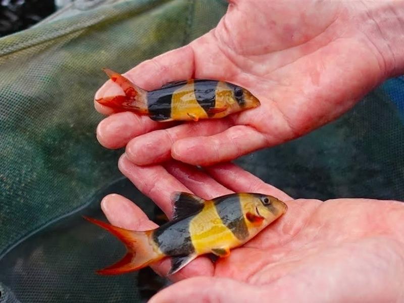Breeder holding two clown loaches