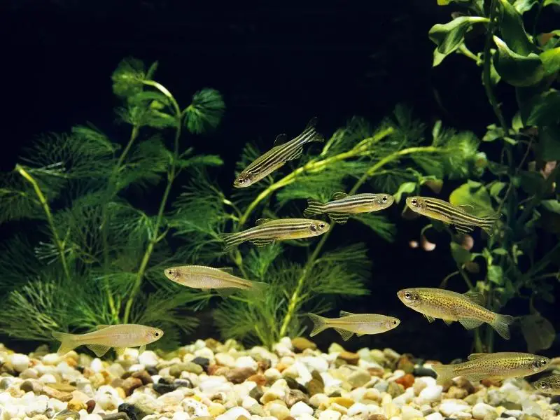 Shoal of danios swimming above pebble substrate