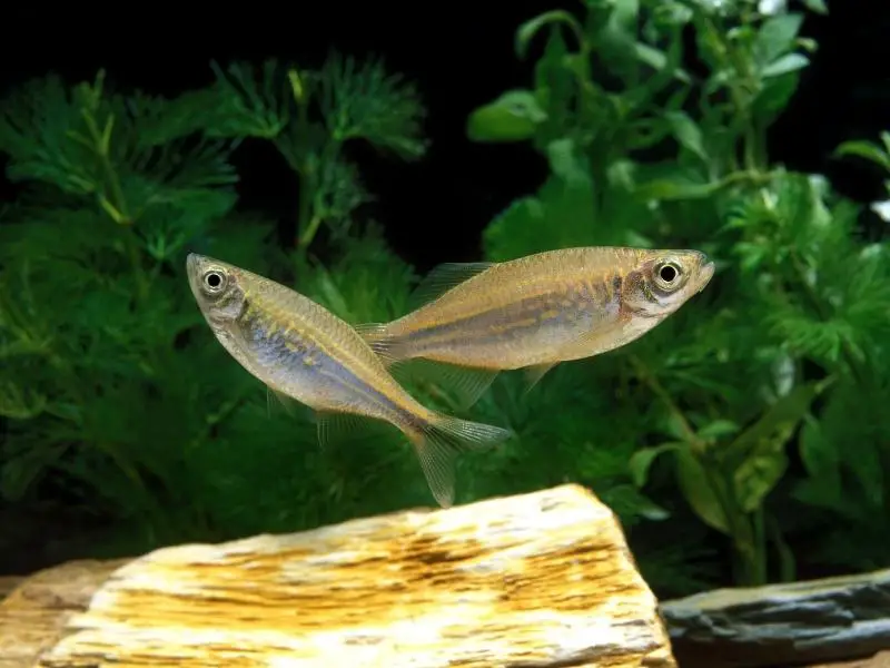 Pair of giant danios swimming in a decorated tank