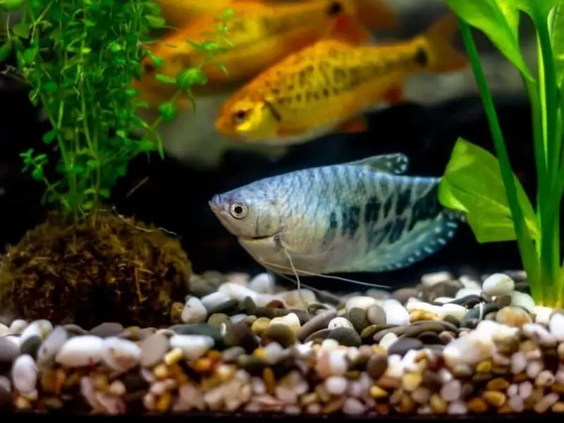 Three beautifully colored gourami fish swimming near the planted substrate of their tank