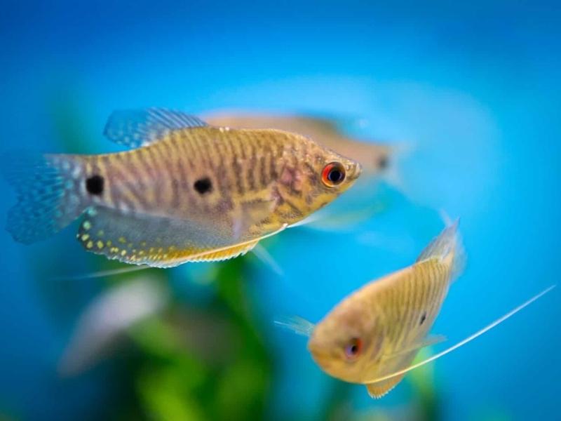 Several gouramis swimming together in a well-lit aquarium