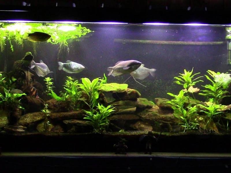 A decorated and planted gourami tank, with several gourami fish swimming around