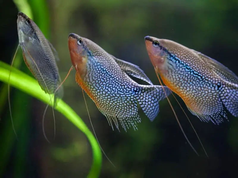 Three gourami fish swimming together in a planted tank