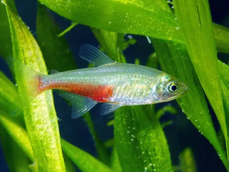 Green fire tetra swimming in a planted tank